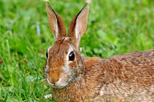 Alert Cottontail by Deb Oppermann